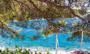 Gałęzie sosny nad turkusowym morzem. Widok z wyspy Korcula na spokojną wodę i skalisty brzeg.