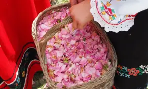 Koszyk pełen płatków róż, symbol bułgarskiej Doliny Róż. Z tego słynie Bułgaria – z aromatycznych olejków i tradycji.