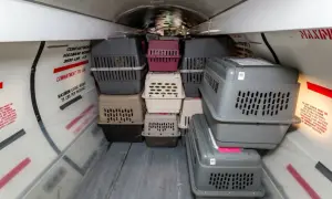 Pies w samolocie lot. W luku bagażowym piętrzą się klatki transportowe dla zwierząt, gotowe na podróż.
