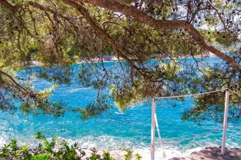 Gałęzie sosny nad turkusowym morzem. Widok z wyspy Korcula na spokojną wodę i skalisty brzeg.