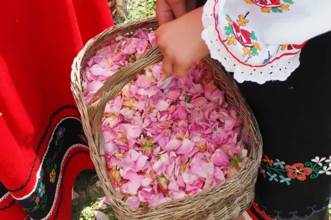 Koszyk pełen płatków róż, symbol bułgarskiej Doliny Róż. Z tego słynie Bułgaria – z aromatycznych olejków i tradycji.