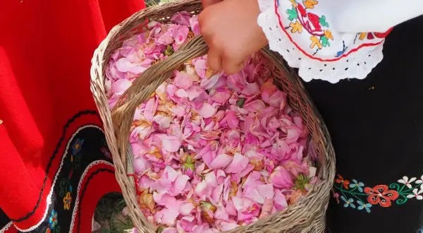 Koszyk pełen płatków róż, symbol bułgarskiej Doliny Róż. Z tego słynie Bułgaria – z aromatycznych olejków i tradycji.
