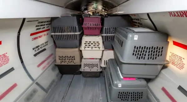 Pies w samolocie lot. W luku bagażowym piętrzą się klatki transportowe dla zwierząt, gotowe na podróż.