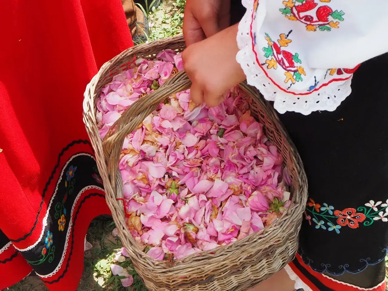 Koszyk pełen płatków róż, symbol bułgarskiej Doliny Róż. Z tego słynie Bułgaria – z aromatycznych olejków i tradycji.