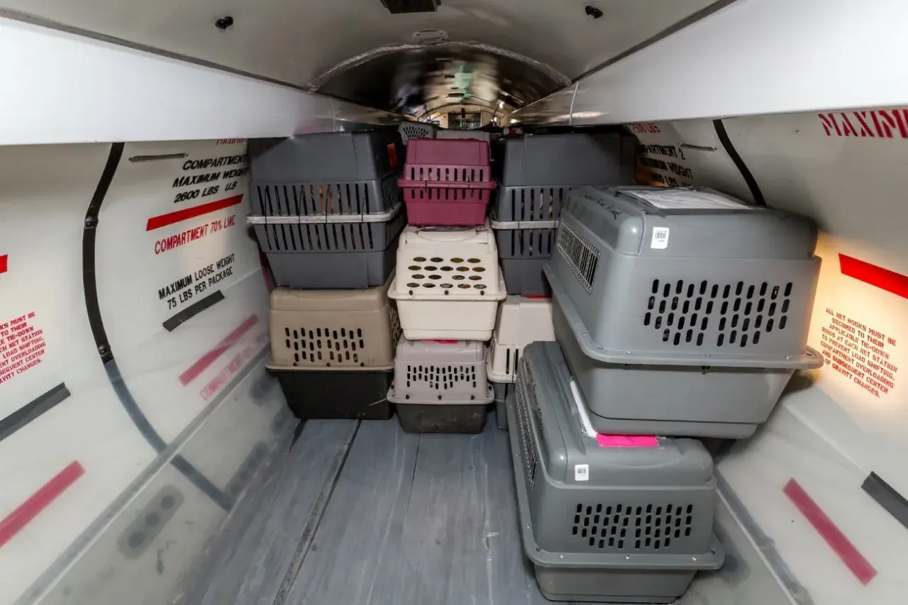 Pies w samolocie lot. W luku bagażowym piętrzą się klatki transportowe dla zwierząt, gotowe na podróż.